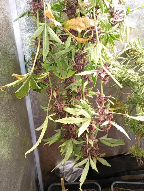 Sweet ZZ Auto Royal Queen Seeds. Week 14