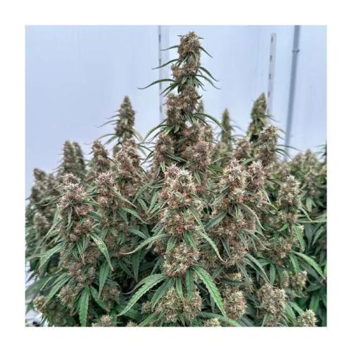 Orion Auto F1 Royal Queen Seeds. Week 0