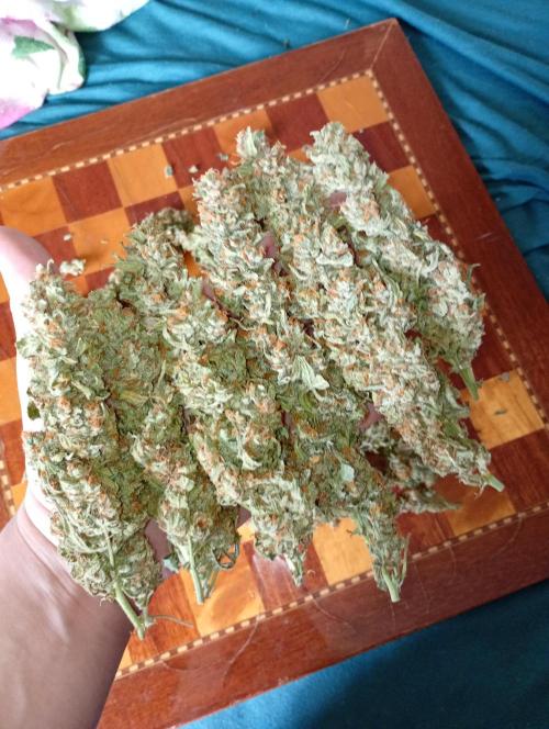Big Bud Auto Fastbuds. Week 15