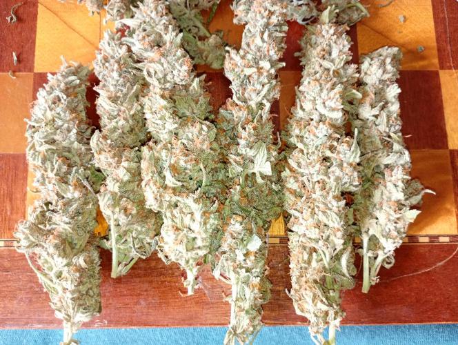 Big Bud Auto Fastbuds. Week 15