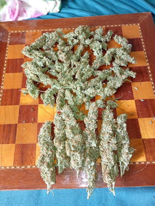 Big Bud Auto Fastbuds. Week 15