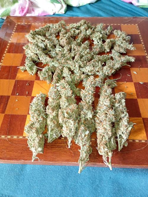 Big Bud Auto Fastbuds. Week 15