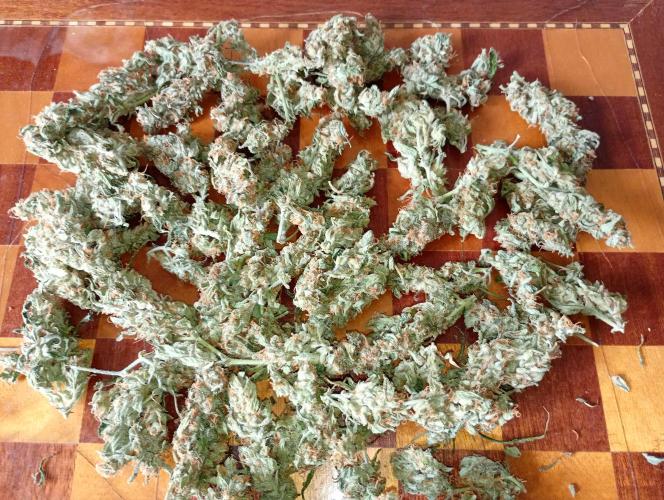 Big Bud Auto Fastbuds. Week 15