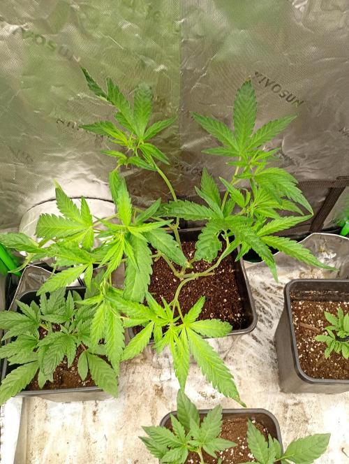Mango Cherry Runtz Auto. Week 7