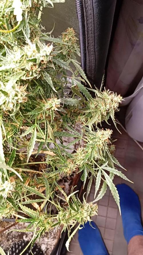 Chaos Cake Auto Anesia Seeds
