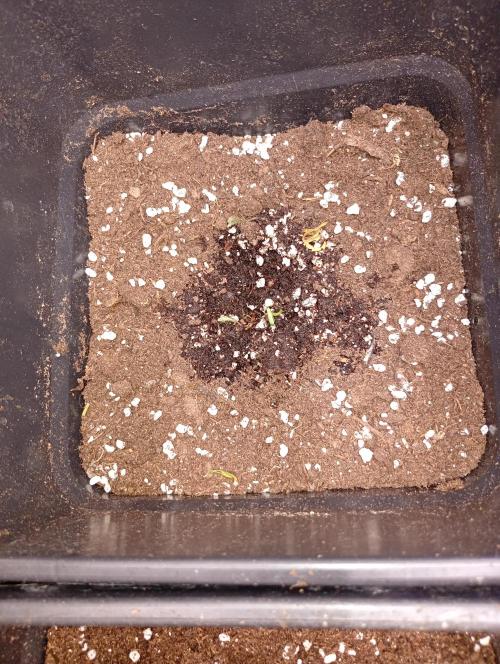 Lemon Tree Auto. Week 0
