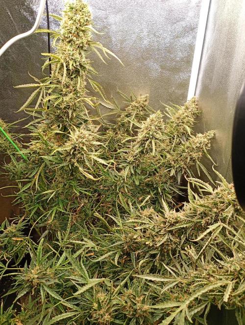 Chaos Cake Auto Anesia Seeds. Week 16