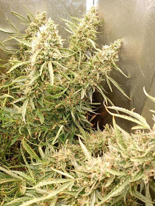 Chaos Cake Auto Anesia Seeds. Week 16