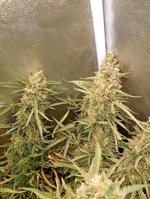 Chaos Cake Auto Anesia Seeds. Week 16