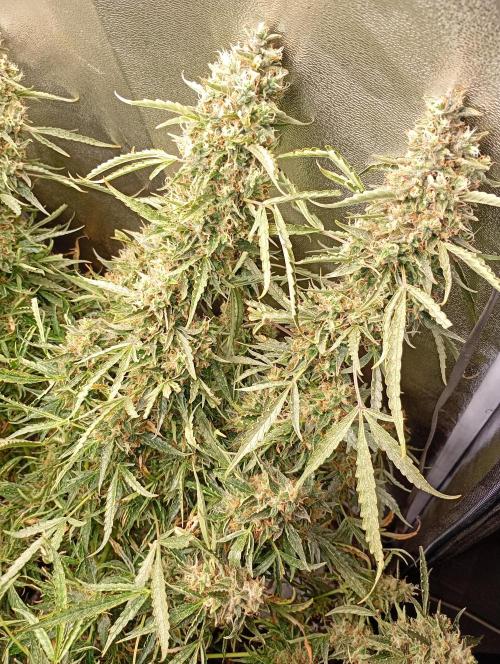 Chaos Cake Auto Anesia Seeds. Week 16