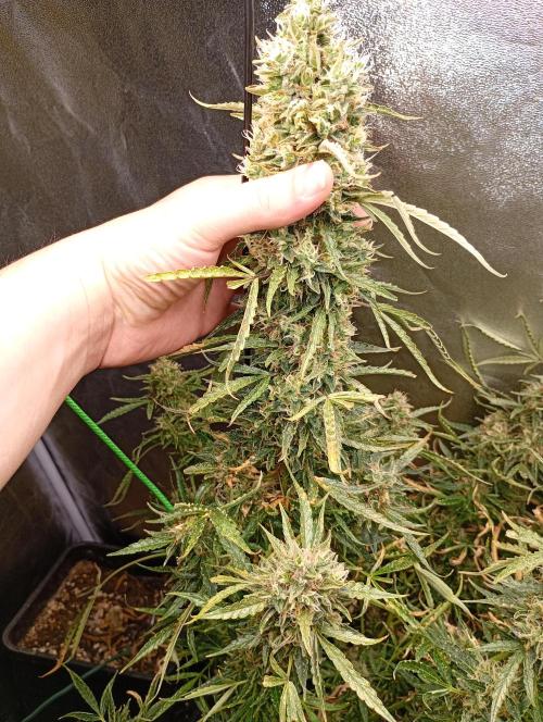 Chaos Cake Auto Anesia Seeds. Week 16