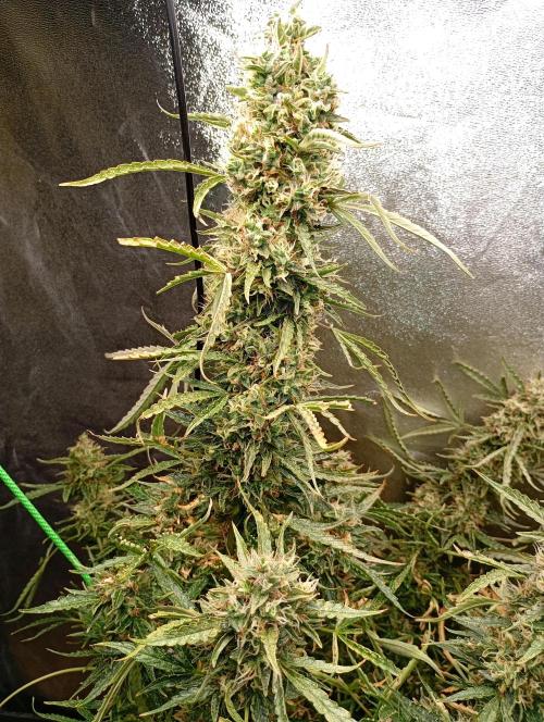 Chaos Cake Auto. Week 16