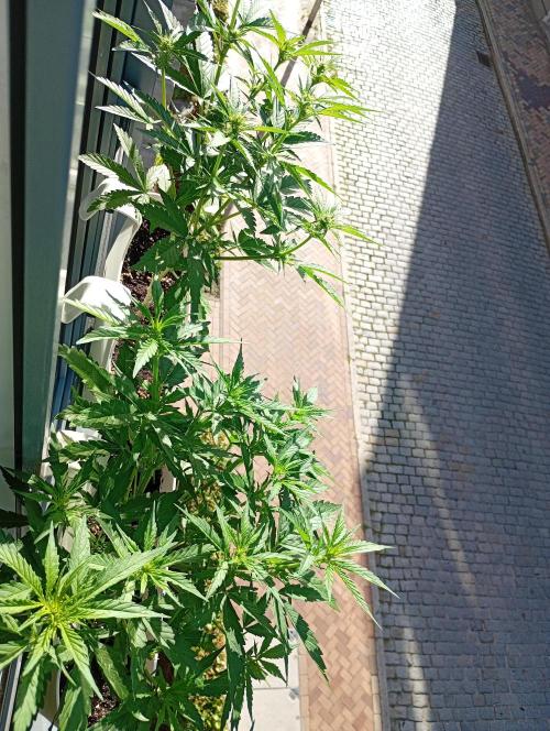 Outdoor project balkony like. Week 8