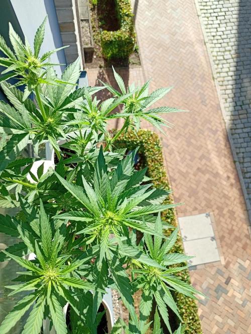 Outdoor project balkony like. Week 8