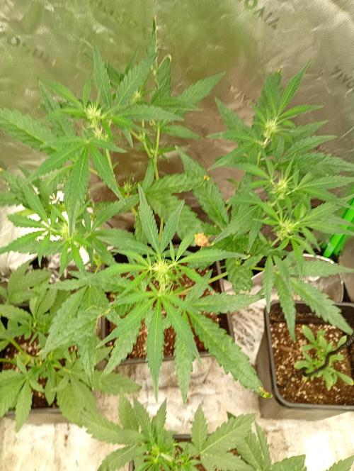 Mango Cherry Runtz Auto. Week 8