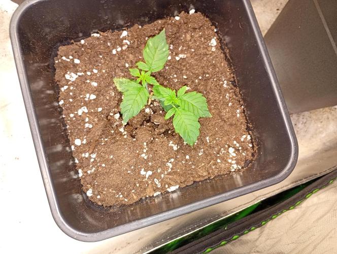 Smashberry Fumez Auto Anesia Seeds. Week 4