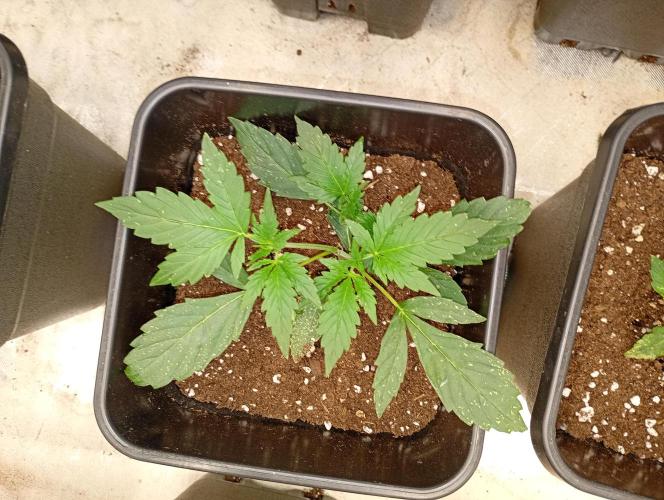 Smashberry Fumez Auto Anesia Seeds. Week 4