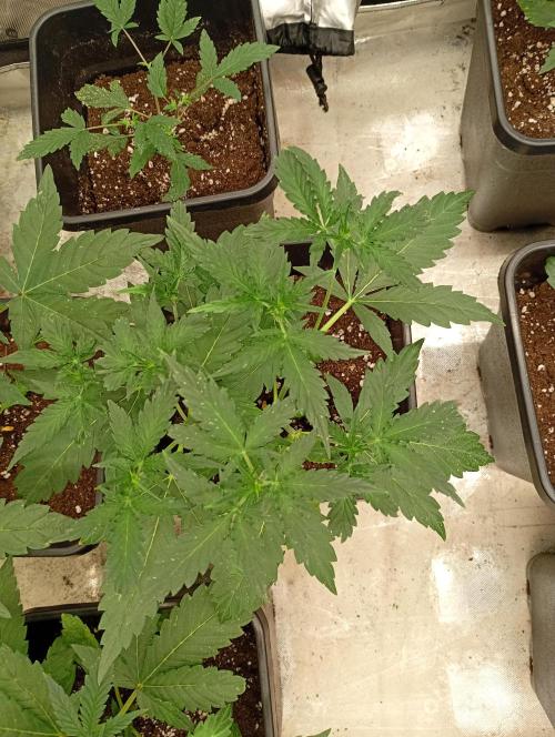 Banana Guava Auto. Week 5