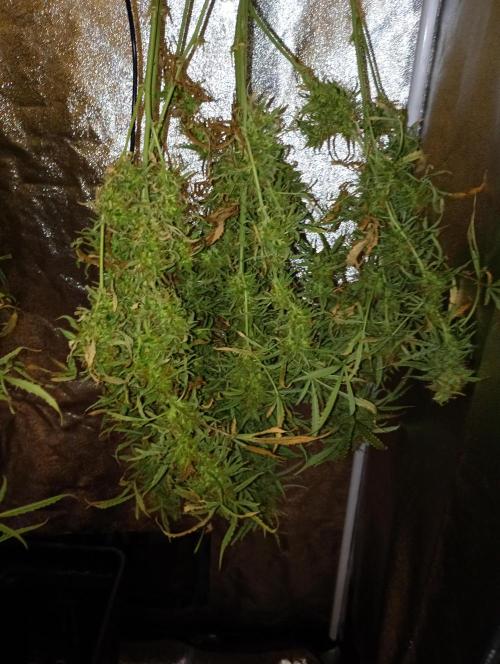 Chaos Cake Auto. Week 16