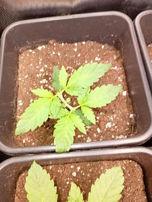 Banana Guava Auto. Week 3