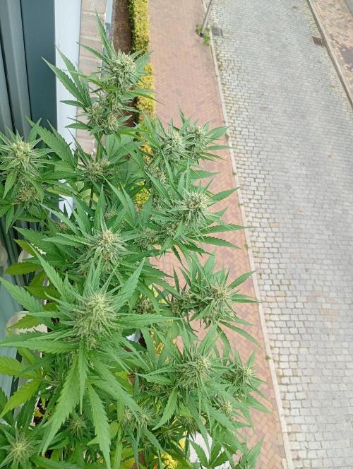 Outdoor project balkony like. Week 12