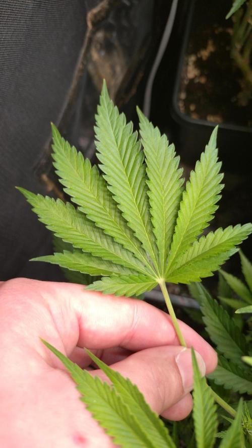 Mango Cherry Runtz F1 CHAMP F420. Week 8