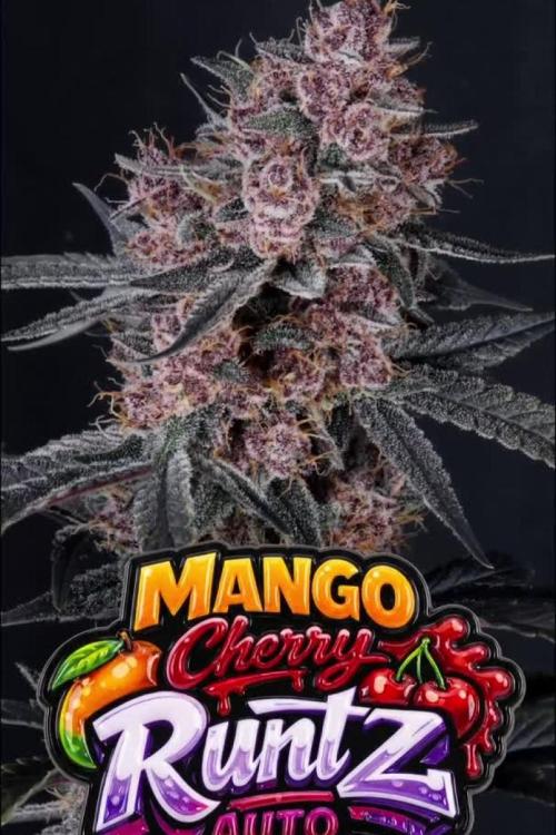 Mango Cherry Runtz Fastbuds. Week 0
