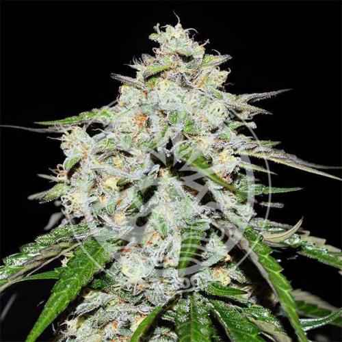 Space Cookies Auto Delicious Seeds. Week 0