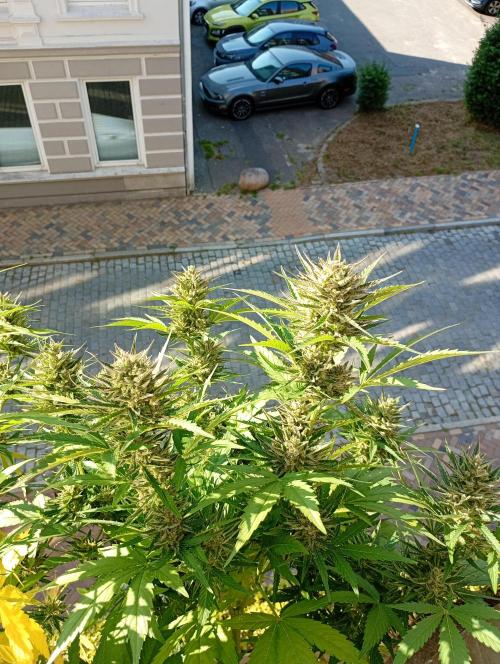 Outdoor project balkony like. Week 13