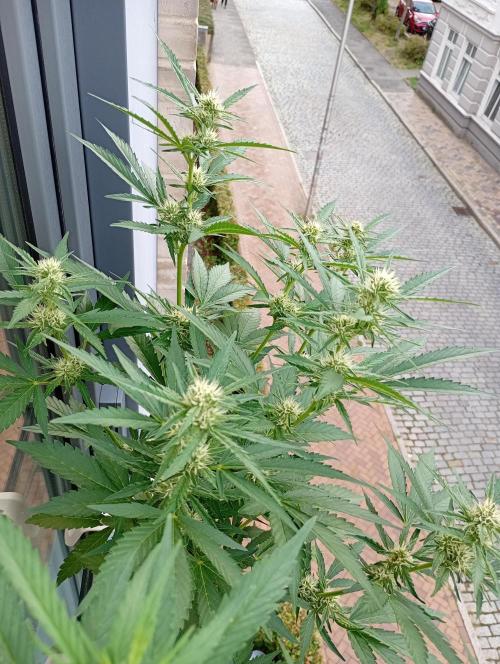 Outdoor project balkony like. Week 9