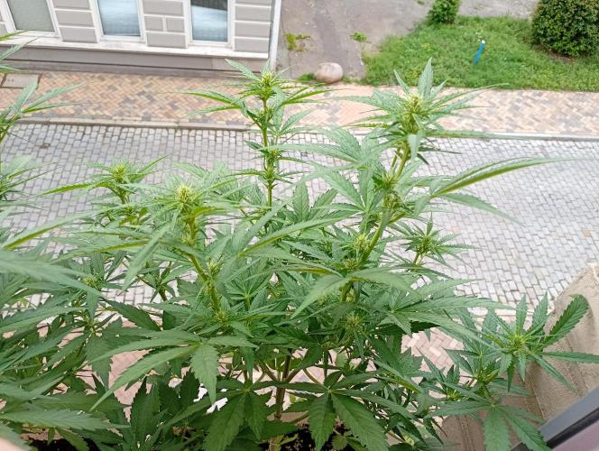 Outdoor project balkony like. Week 9