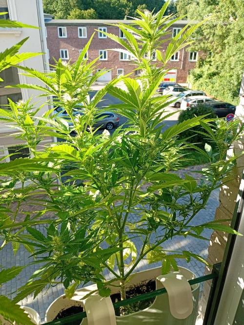 Outdoor project balkony like. Week 10
