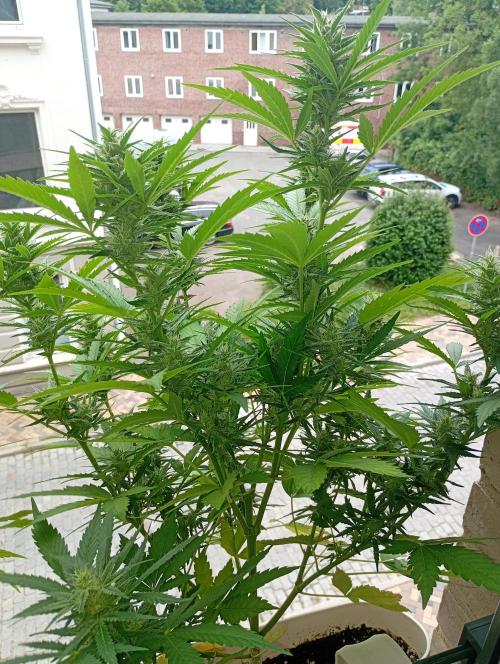 Outdoor project balkony like. Week 11