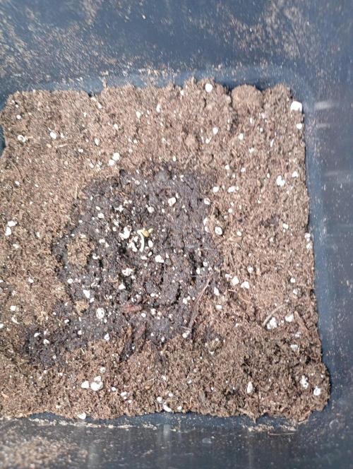Space Cookies Auto Delicious Seeds. Week 0