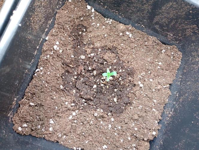 Space Cookies Auto Delicious Seeds. Week 0