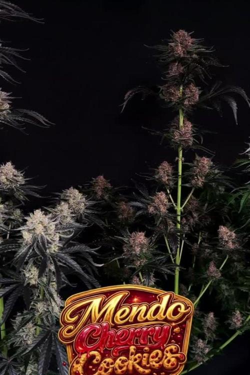 Mendo Cherry Cookies Auto Fastbuds. Week 0