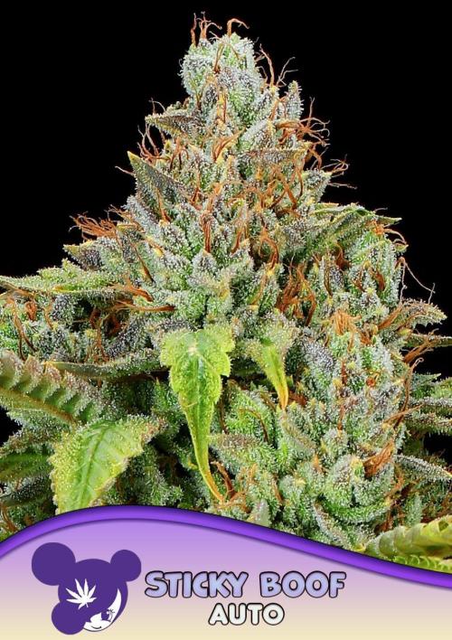 Sticky Boof Auto. Week 0