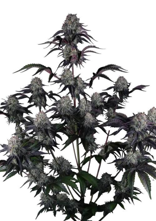 Sundae Frost Auto Fastbuds. Week 0