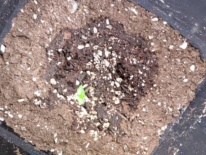 Mango Cherry Runtz Fastbuds. Week 1