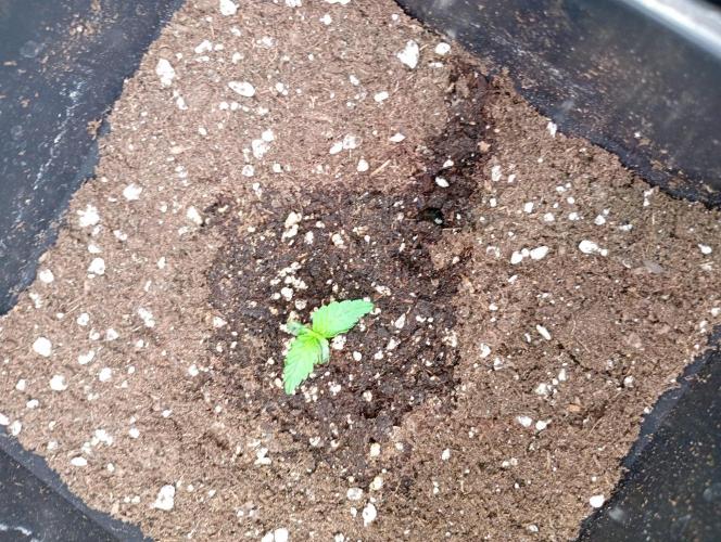 Apple Strudel Auto Fastbuds. Week 1