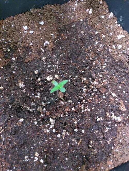 Glowberry Rush Auto. Week 1