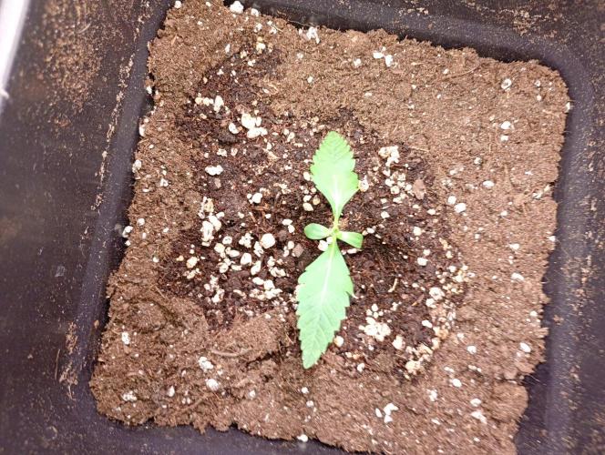 Space Cookies Auto Delicious Seeds. Week 1