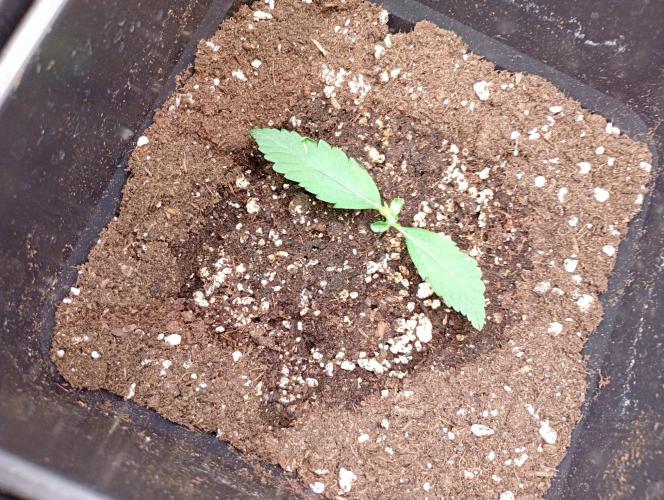 Apple Strudel Auto Fastbuds. Week 1