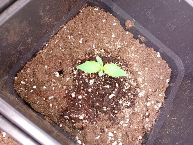 Glowberry Rush Auto. Week 1