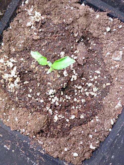 Mango Cherry Runtz Auto. Week 2