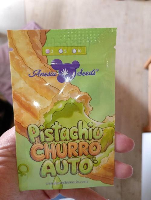 Pistachio Churro Auto Anesia Seeds. Week 0