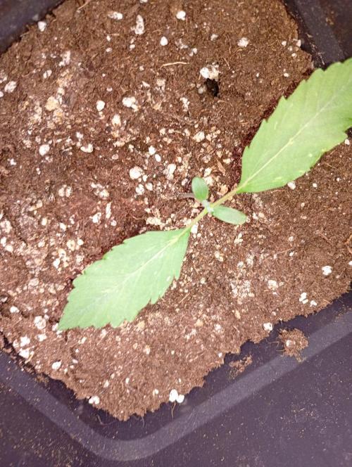 Glowberry Rush Auto Anesia Seeds. Week 2