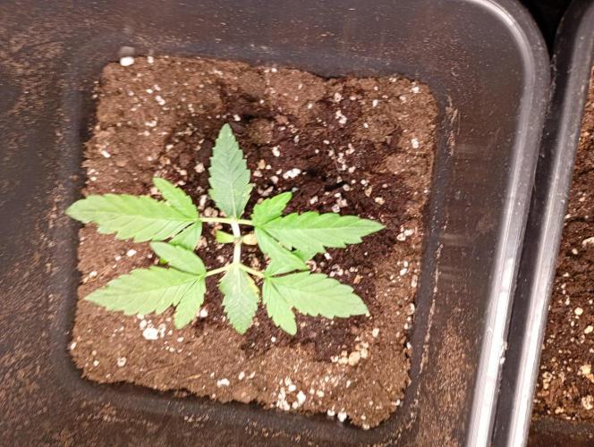 Space Cookies Auto Delicious Seeds. Week 3
