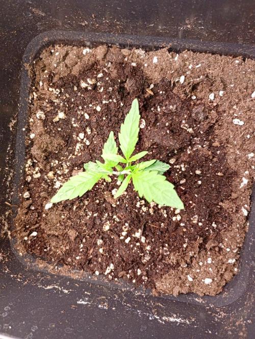 Mango Cherry Runtz Auto. Week 3