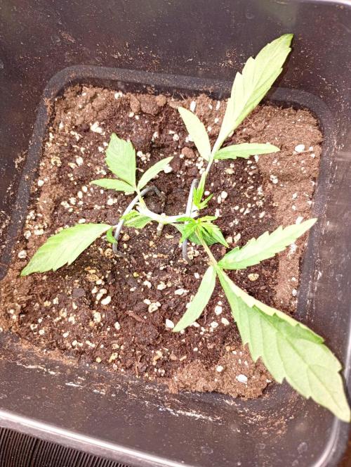 Mango Cherry Runtz Fastbuds. Week 4